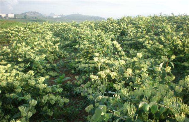 金银花水分条件