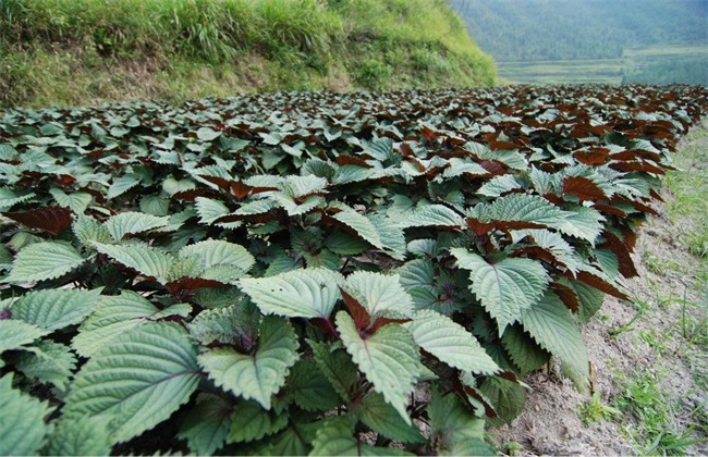 紫苏间苗除草