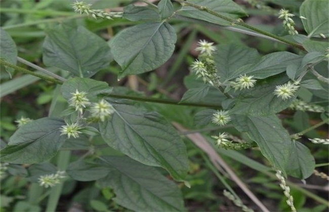 牛膝中耕除草