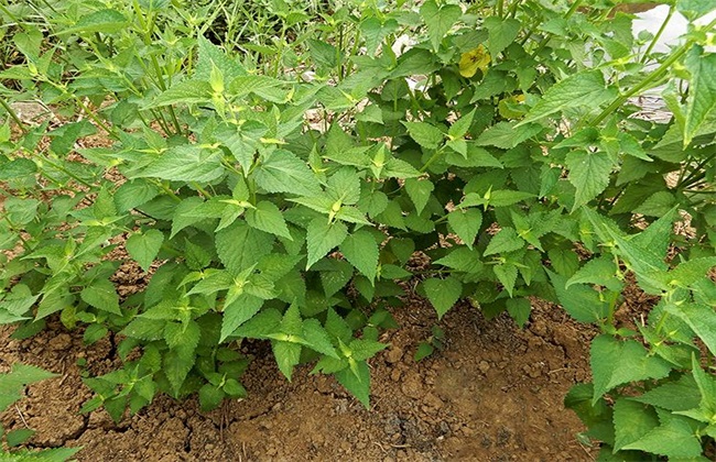 香叶种植地准备