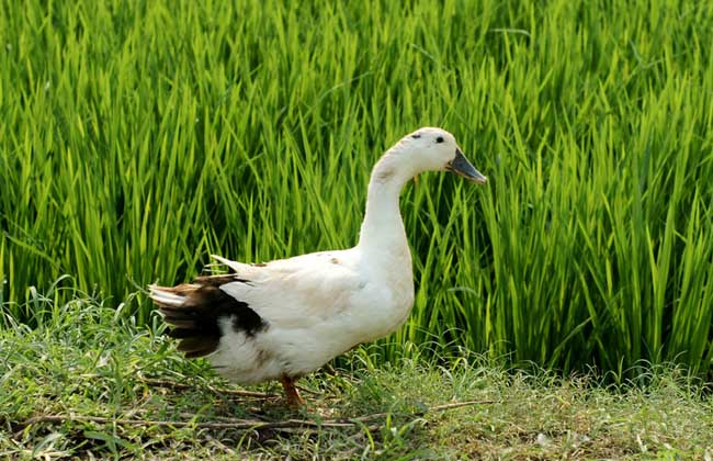 雏鸭的饲养方法与管理要点