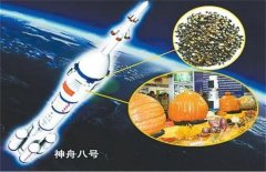 什么是航天育种？太空种子是否安全？