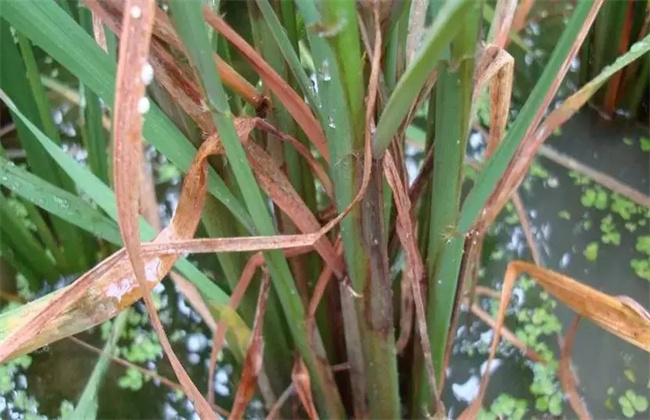 水稻纹枯病防治的两种方法