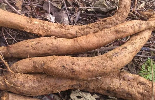 葛根的药用价值