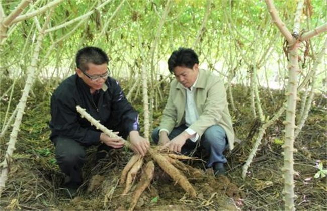 木薯块根形成期