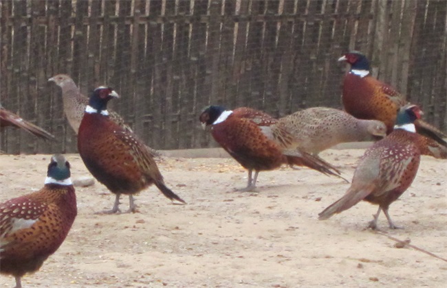 冬季养野鸡增加能量