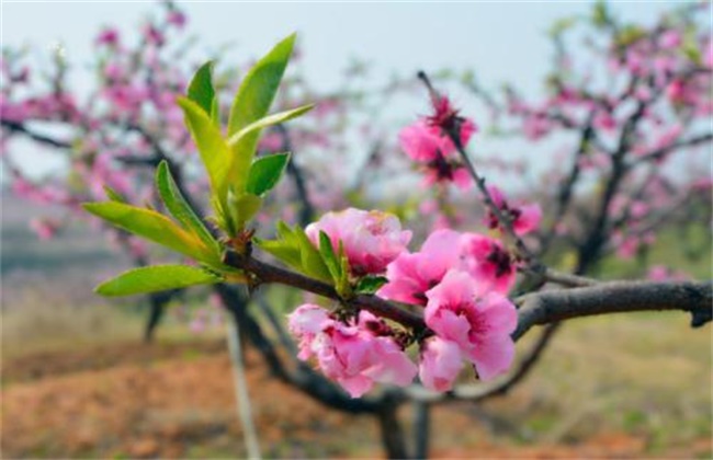 桃树春季除草松土