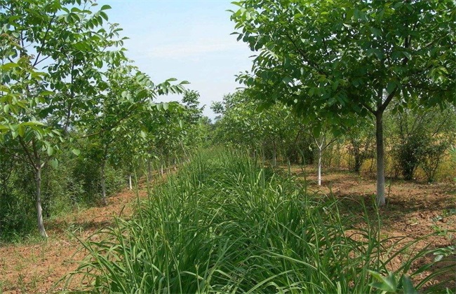 春季核桃种植防止倒春寒