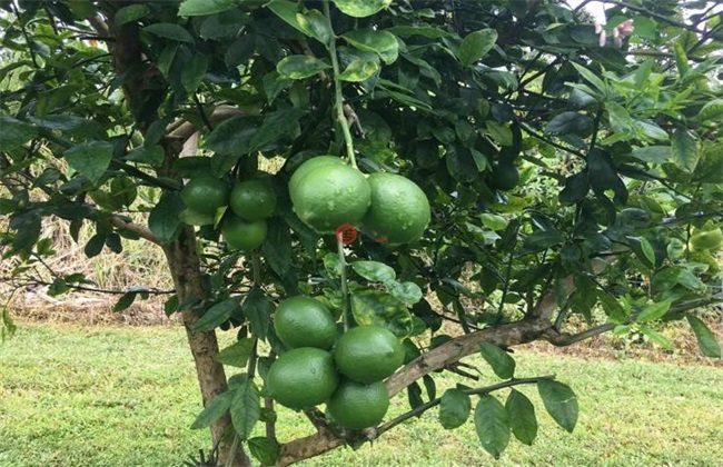 夏威夷果选种定植