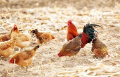 冬季鸡舍环境控制标准与调控方法