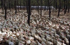 冬季肉鸭高效养殖：品种选择与育雏技术要点
