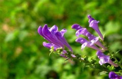 黄芩种植与管理技术要点