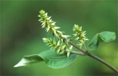 种植牛膝的田间管理技术要点