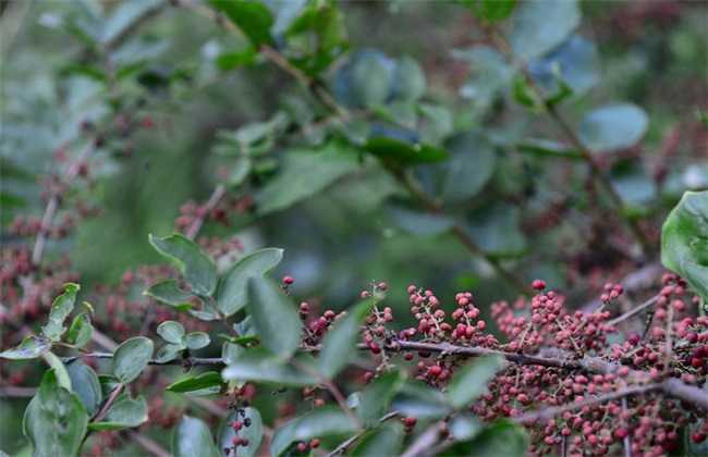 种植花椒该怎么施肥