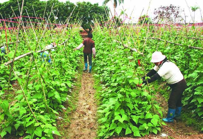 四季豆种植技术