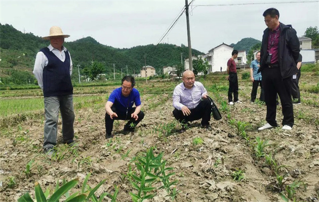 出现种子纠纷以后怎么办