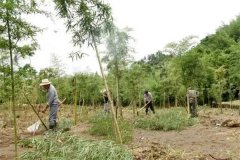 竹的栽植与管理，竹子种植需要注意哪些方面？