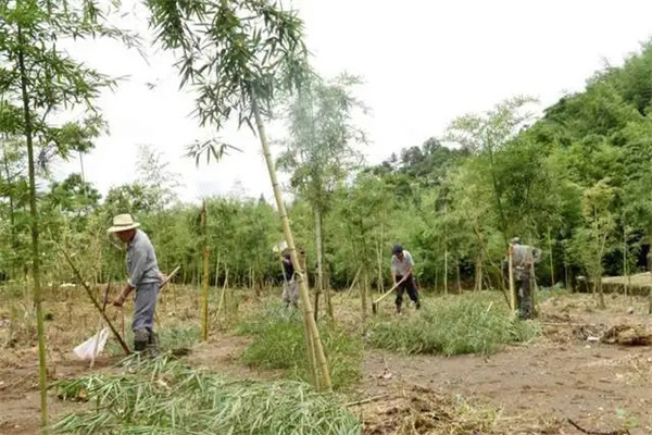 竹子的栽植与管理