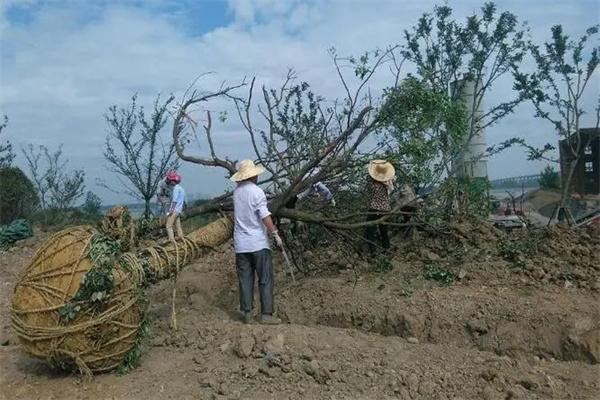 香樟树如何移栽