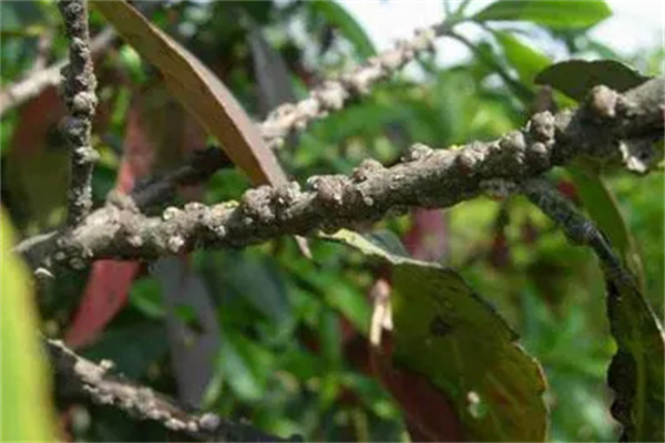 香樟树介壳虫的药物防治