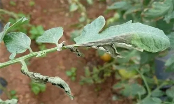 番茄晚疫病是怎样侵染蔓延的