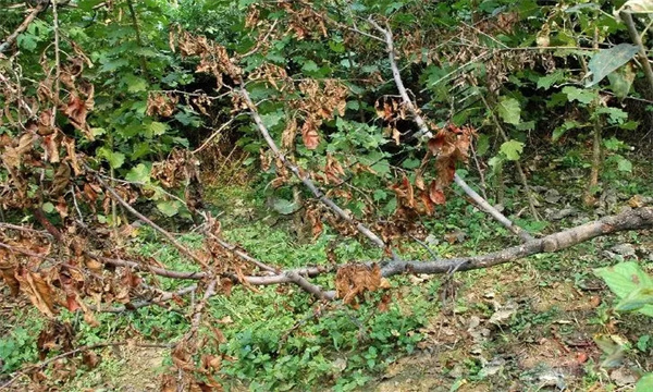 苹果树干枯病与枝枯病怎样防治