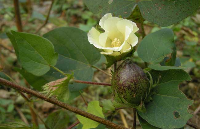 高产棉花品种