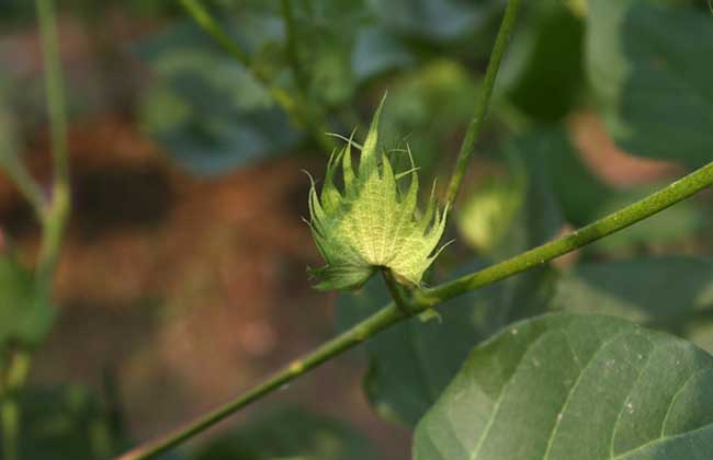 棉花的种植条件