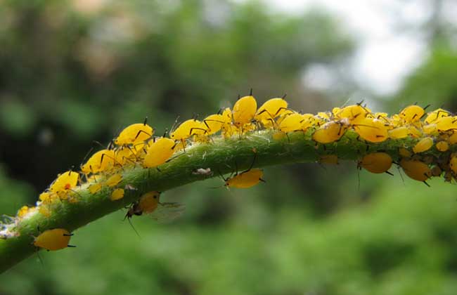 棉花蚜虫的防治方法