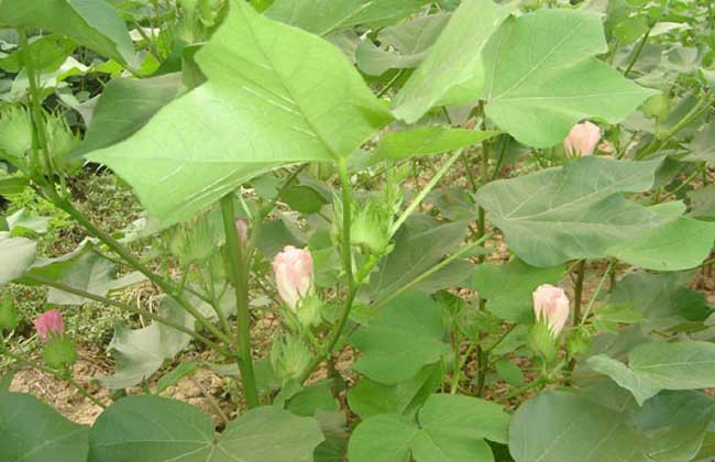 棉花种植的水分条件