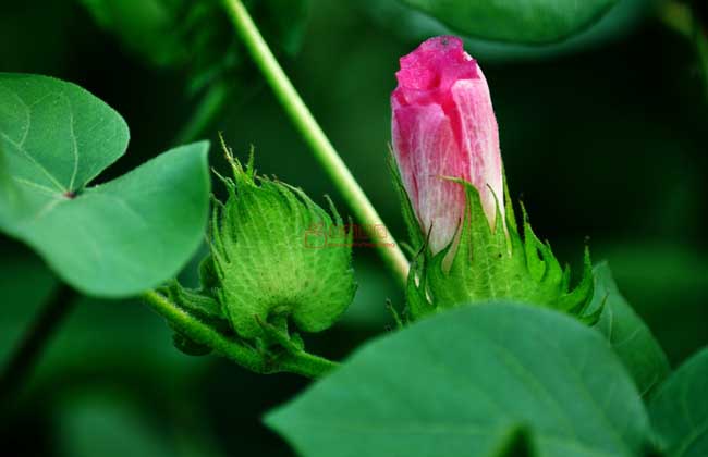 棉花生长的光照条件