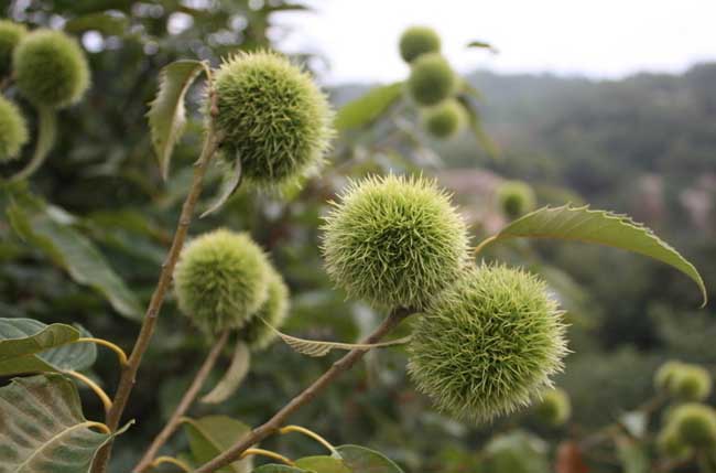 板栗种植土壤要求