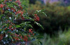 种植花椒该怎么施肥？花椒的施肥技术