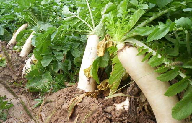 萝卜种植技术