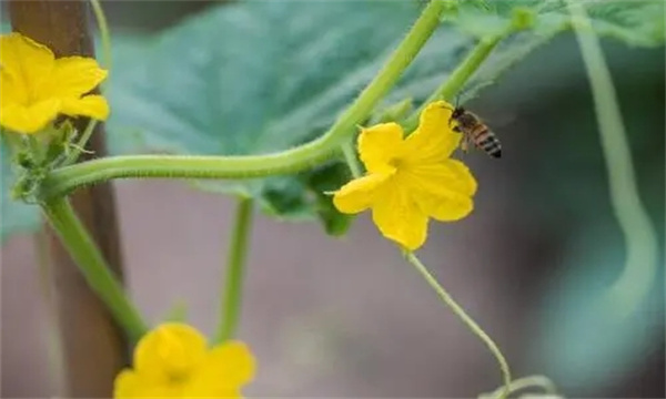 黄瓜雌花过多