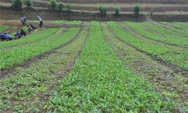 种植技术要点