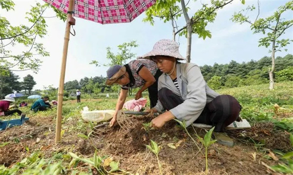 半夏的采收时间要求