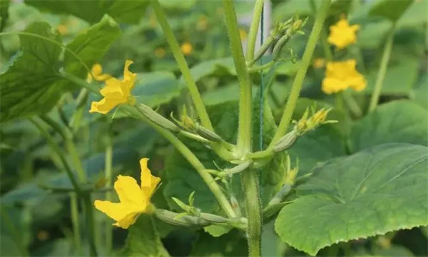 黄瓜雌花过多如何预防