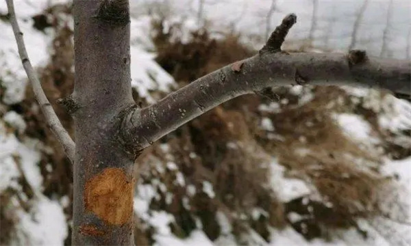 怎样识别苹果树轮纹病