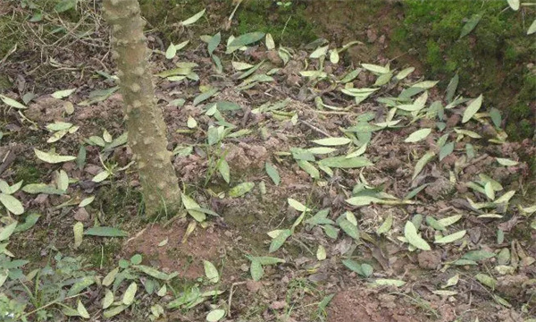 花椒落叶病的症状