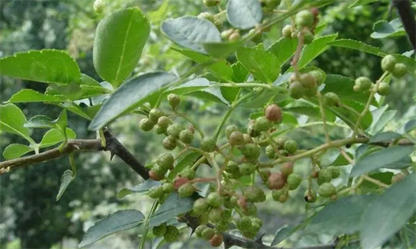 花椒落叶病的防治方法