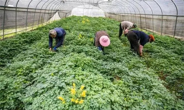 黄连的定植方法