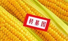 什么是转基因玉米，食用转基因玉米安全吗？