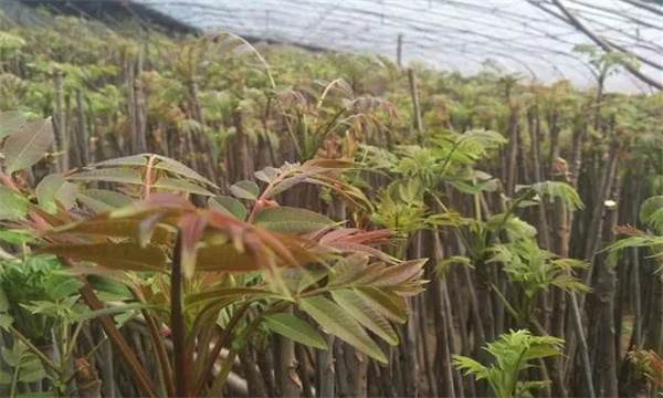 大棚香椿定植后如何进行日常管理