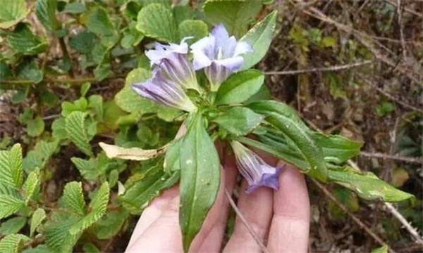 龙胆草的采收方法