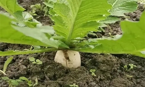 萝卜生殖生长期的特点