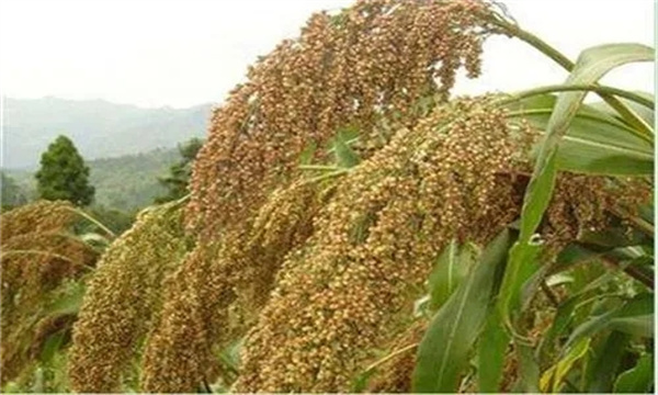 种植高粱的品种选择应注意哪些问题