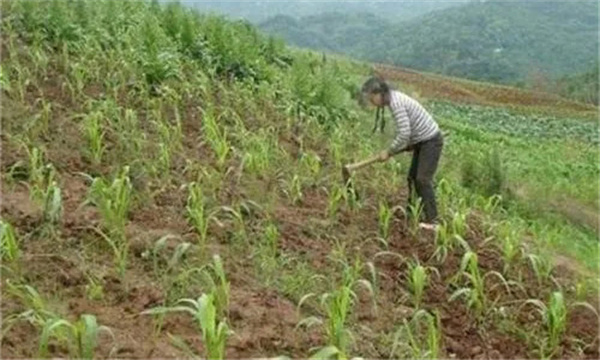 中耕除草