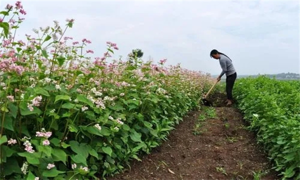 中耕除草