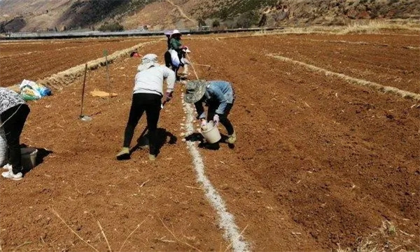 适时播种、合理密植